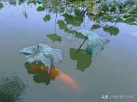 泗阳美蟹汇电子商务有限公司